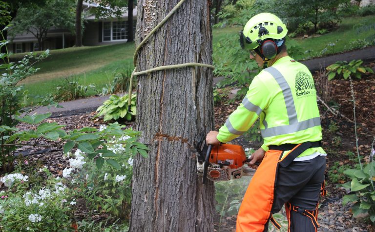 Trusted Tree Removal Service in Jackson MI for Commercial Needs