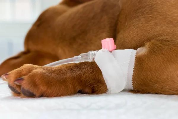 Understanding the Wellness Trend Behind IV Hydration Therapy Vienna