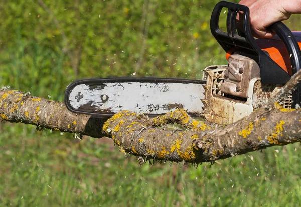 Tree Removal Service Mobile with Free Estimates Available