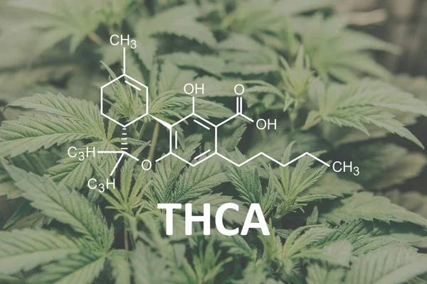 Discover Premium THCA Options Across Austin